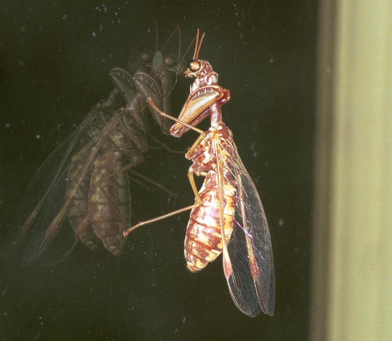 Mantispa_styriaca_F2207_Z_90_Les Gris_Frankrijk.jpg